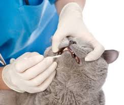 Brushing your cat's teeth should be an important part of the grooming routine. How Often Should You Clean Cat S Teeth Cleaned What Happens If You Don T Brush Your Cat S Teeth