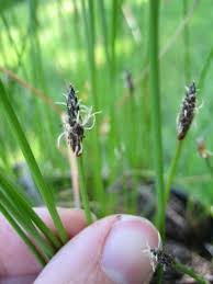 Image result for Eleocharis naumanniana