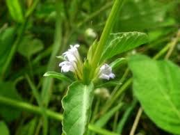 Image result for Dyschoriste multicaulis