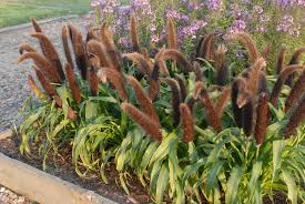 Image result for Cenchrus americanus