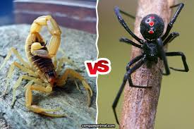 Size comparisons below are pictures of male and female brown and western black widows taken with the same scale so their sizes can be compared. Compare Deathstalker Scorpion Vs Black Widow Spider