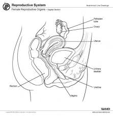 Image result for female sex organ