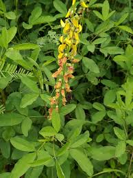 Image result for Crotalaria trichotoma