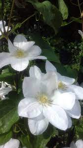 Klimplanten tegen muren gevels wanden palen solitair voor binnen en buiten. Clematis Madame Le Coultre Clematis Madame Le Coultre Baumschule Horstmann