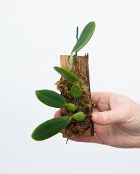 Image result for Bulbophyllum saltatorium