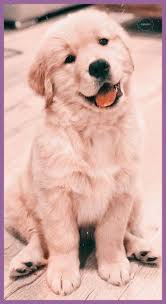 Pin On An Amazing Life With Pets