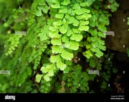 Image result for Adiantum poiretii