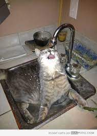 Thirsty Cat New Picture 27152 Funny Cats In Water Cat Drinking Crazy Cats
