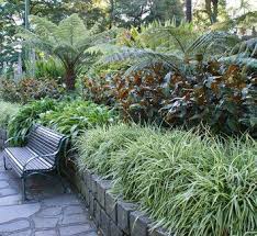 Image result for Chlorophytum pubiflorum