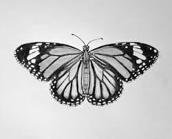 Image result for Monarch Butterfly