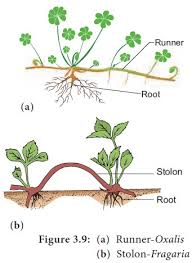 What modificaitons are hard, curled, and exogenous in origin and are helpful for. Modification Of Stem Aerial Sub Aerial Underground Stem Branching