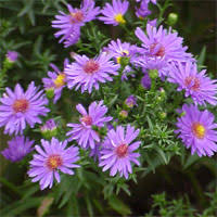 Image result for aster