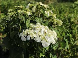 50fifty creativ added a few dark green leaves to help her bride's bouquet pop. Tellerhortensie Wedding Gown Hydrangea Macrophylla Wedding Gown Baumschule Horstmann