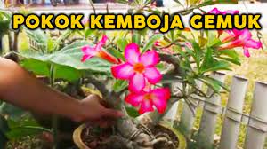 Pokok kacang yang memanjat pokok kemboja, dah terlentok si kemboja. Pokok Bunga Kemboja Cina Semakin Gemuk Dan Akar Sihat Baja Milagro Youtube