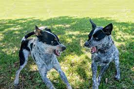 Two Australian Cattle Dogs Or Blue Heelers Snarling Growling Stock Photo Picture And Royalty Free Image Image 62441490
