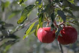 Some mixes are labeled for tree fruit only. What S Damaging My Apple Crop Ask An Expert Oregonlive Com