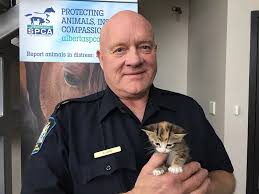 The origin of the english word 'cat', old english catt, is thought to be the late latin word cattus, which was first used at the beginning of the 6th century.18 it was suggested that the word 'cattus' is derived. Animal Shelters Alberta Spca