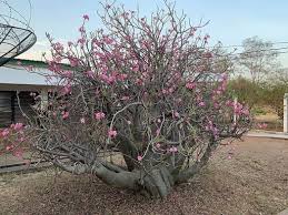 Check spelling or type a new query. 4 Desert Rose Winter Care Tips