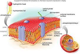 Webpro Doctors Plasma Membrane Cell Membrane Structure Cell Membrane Plasma Membrane