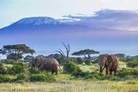 African animals facts photos and videos.africa is a wonderland for animal lovers, and a schoolroom for anyone who wants to learn about nature, beauty and the rhythm of life. What Animals Live In Africa Worldatlas