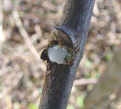 Image result for Holarrhena