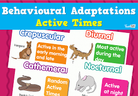 Use the primate crania provided by your instructor (or depicted in the lab appendix) to complete the chart below. Behavioural Adaptations Active Times Teacher Resources And Classroom Games Teach This