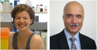 Roles and postâ•'translational regulation of cardiac class IIa histone  deacetylase isoforms