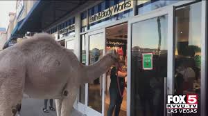 He first became known with the 1994 miniseries marvels. Fox5 Las Vegas Video Of Camel Visiting Henderson Bath Body Works Goes Viral Facebook