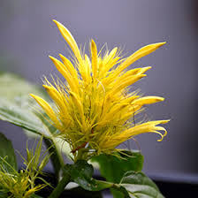 Image result for Justicia aurea