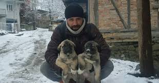 Kangal Turkey Cankiri Adli Kullanicinin Kangal Turkey Panosundaki Pin