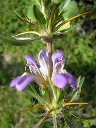 Image result for Hygrophila schulli