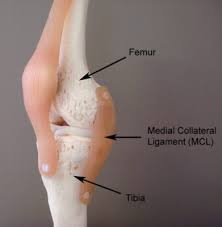 As of june 25, 2013, mcl has. Mcl Tear Medial Collateral Ligament Mcl Injury Physioadvisor