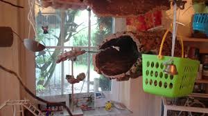 Tolle ideen für mensch und tier. Wellensittich Beschaftigung Youtube