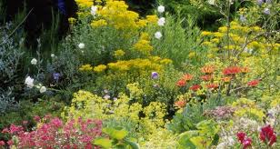 Perennial flowers are different from annual flowers. Time To Plant Perennials But Choose Flowers That Get Along