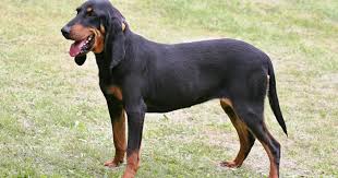 Image result for lucernský honič