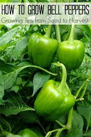 How To Grow Green Bell Peppers Greenpeppers How To Grow Green Bell Peppers Growing Green Peppers Growing Peppers Growing Bell Peppers