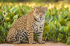 Check spelling or type a new query. Fun Facts On Cats For Kids Adults Info On Domestic Wild Cats