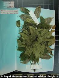 Image result for Zanthoxylum usambarense