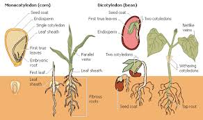 C1 W8 Science Use Chart Only Plant Science Seed