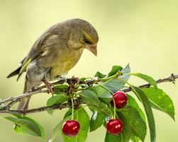 Maybe you would like to learn more about one of these? Keeping Birds From Eating Cherries Thriftyfun