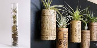 A clear vase and dried moss can create something visually appealing and provides a classic appearance. Air Plant Ideas Leona Lane