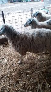See more of animale de vanzare dambovita on facebook. Vand 20 Oi Karakule Si Un Berbec C