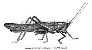 Grasshopper clipart black and white free. Grasshopper Clipart Black And White Grasshopper Clipart Black And White Stunning Free Transparent Png Clipart Images Free Download