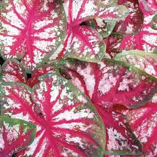 Heart To Heart Bottle Rocket Fancy Caladium Caladium Hortulanum Proven Winners Caladium Plants Shade Flowers