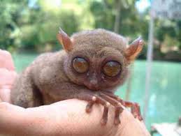 W naszym sklepie znajdziesz szeroką ofertę ryb rafowych oraz morskich. This Tarsier Is A Small Nocturnal Primate With Enormous Eyes The Largest Of Any Mammal Relative To Body Scary Animals Weird Looking Animals Creepy Animals