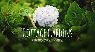 A specialist plant nursery offering a wide range of perennial plants, a garden, and a tea room selling tea, coffee, and home made cakes. Cottage Gardens Lansing