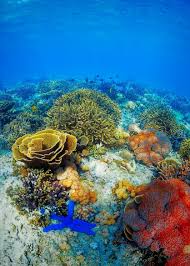 Underwater Landscape Sualti Akvaryum Manzara