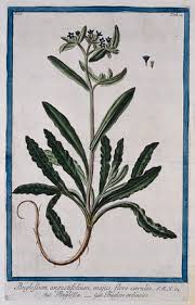 Image result for Boraginaceae