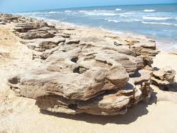 Coquina Limestone Composed Almost Entirely Of Fossil Debris