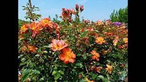 Check spelling or type a new query. Rose Oso Easy Paprika A Hardy Continuous Flowering Easy Care Beacon Of Color Youtube